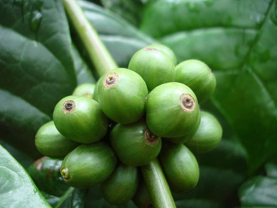 A cluster of unripe green Robusta coffee berries (Coffea canephora) on a branch, surrounded by dark green leaves
