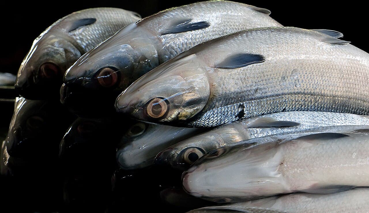 Milkfish, known locally as bangus, a species the Caguyao hatchery is designed to produce by the millions