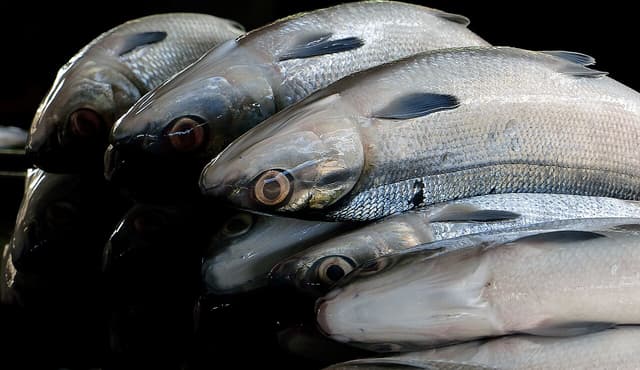 Milkfish, known locally as bangus, a species the Caguyao hatchery is designed to produce by the millions