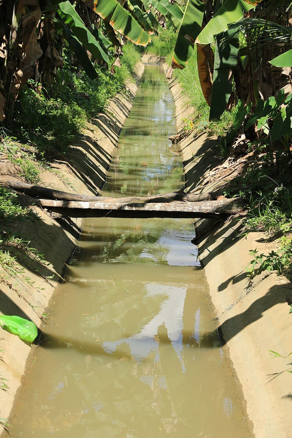 A concrete irrigation canal with shallow brown water running between banana plants and rice fields in Bohol