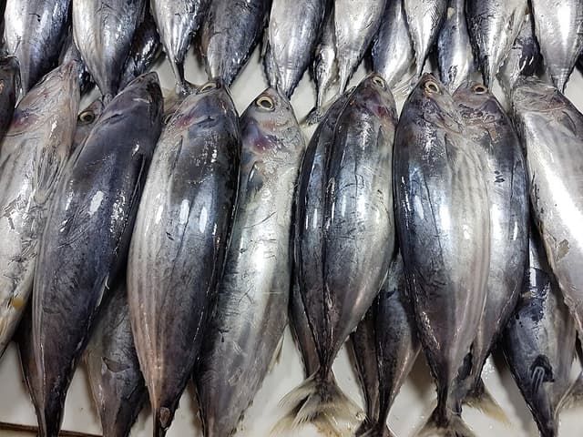 Skipjack tuna for sale in a Philippine fish market