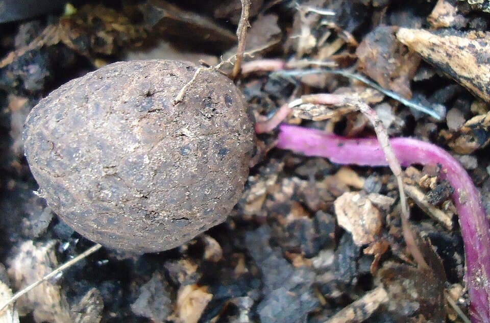 A small, soil-covered purple yam (ube) tuber beside a bright purple root on dark soil in Mindanao