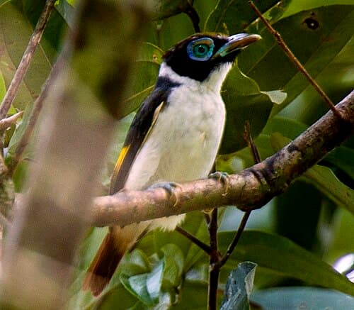 A Mindanao Wattled Broadbill photographed in the PICOP forest near Bislig City