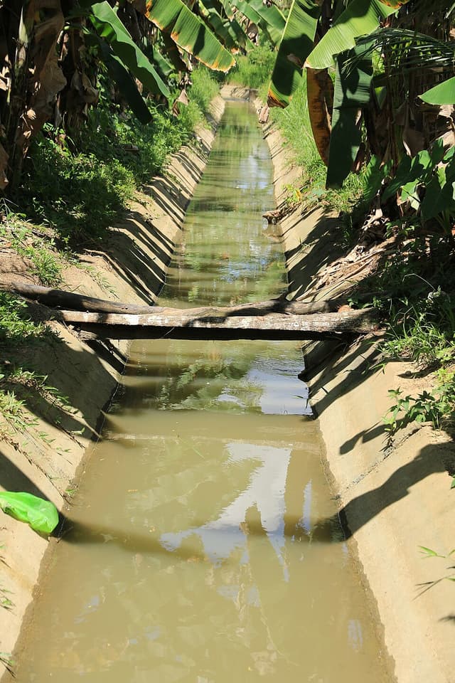 A concrete irrigation canal with shallow brown water running between banana plants and rice fields in Bohol