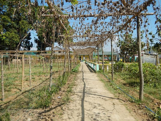Bamboo trellises, vegetable plots and a concrete footpath on the grounds of Palasinan Elementary School in Cabiao, Nueva Ecija